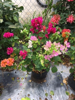 Cây giấy 3 màu rực rỡ