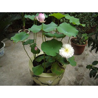 HẠT SEN NHẬT MINI 9 MÀU(20 hạt)