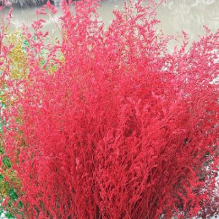 HOA KHÔ ( HOA SAO TÍM)