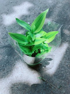 Chậu Trúc Phát Tài