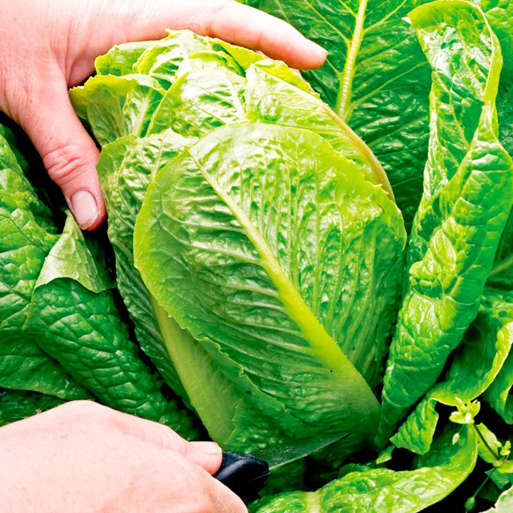 Cách làm Salad bơ giảm cân giúp bạn thon dáng đẹp da 5