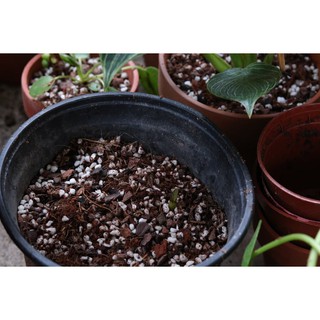 [1-2kg] Đá Perlite, Đá Trân Châu, Bọt Đá Perlite Trồng Sen Đá (Giá Thể Trộn Minh Họa)