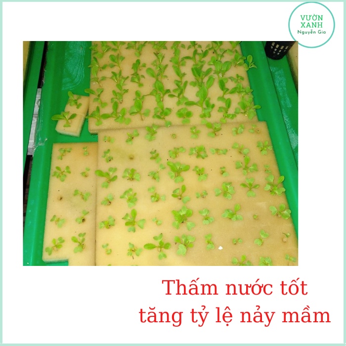 Bộ 5 Tấm Mút Thủy Canh Ươm Hạt Giống Có Lỗ 56 Viên