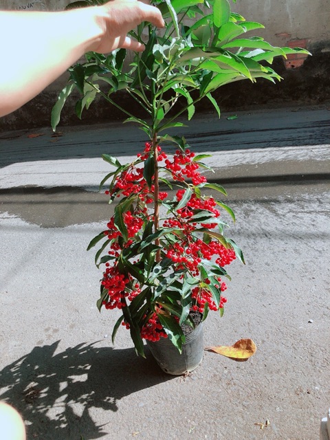 Cây Kim Ngân Lượng Cao 60-80cm
