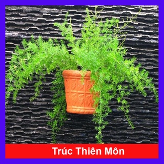 Cây Thiên Môn Đông - cây Trúc Thiên Môn sum suê