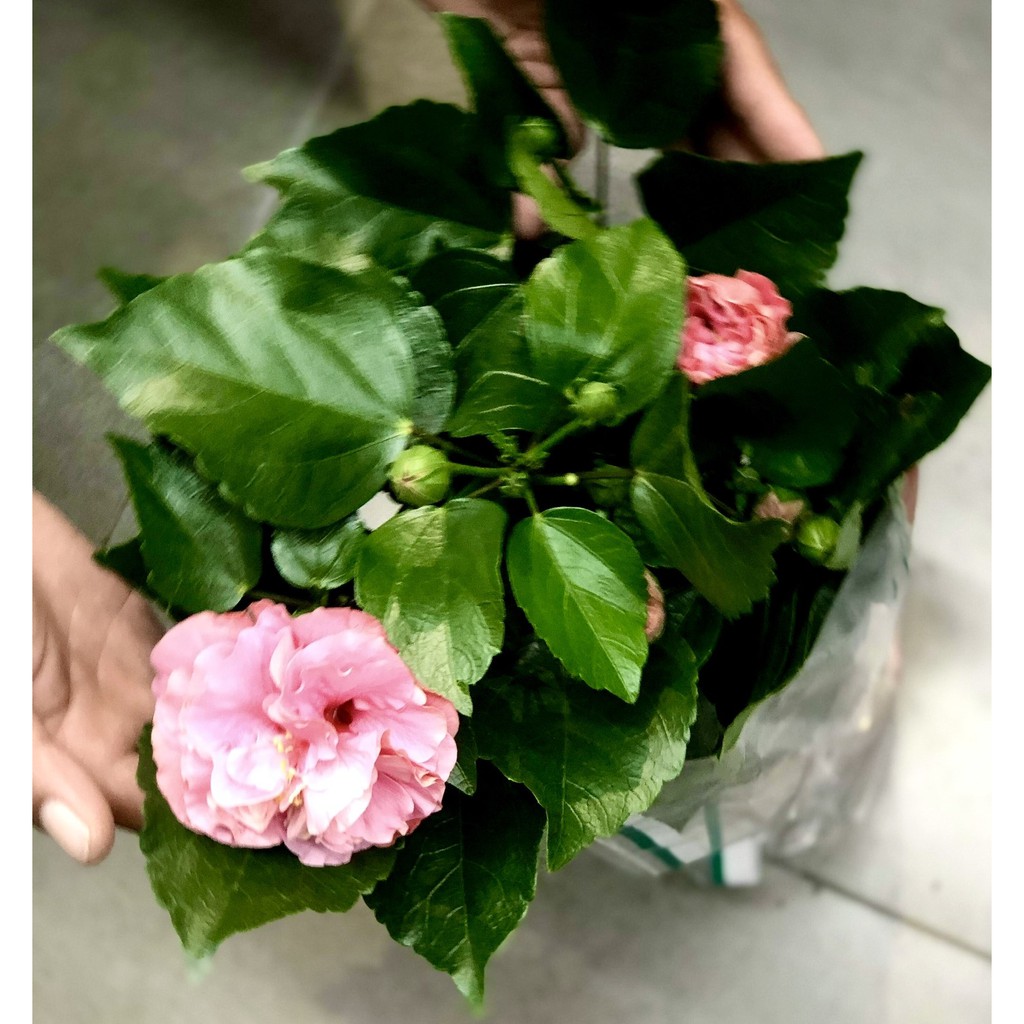 Chậu hoa bông bụt siêu nụ màu hồng phấn cánh kép