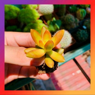 [Sen Đá] - [SIÊU XỊN] CÂY SEN ĐÁ VÀNG MINI ( DỄ TRỒNG, ĐÃ THUẦN KHÍ HẬU )