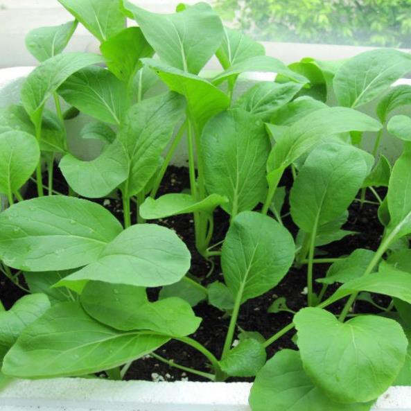 Deal 10K - Combo 15 loại hạt giống rau củ quả trồng sân thượng đầy đủ - Tập làm vườn cùng Mer Garden