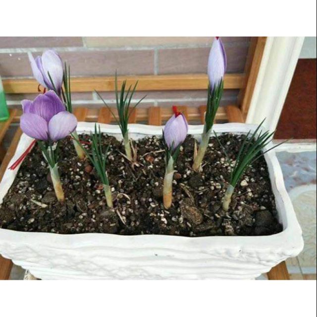 3 củ nghệ tây 3 màu [SHOP UY TÍN]