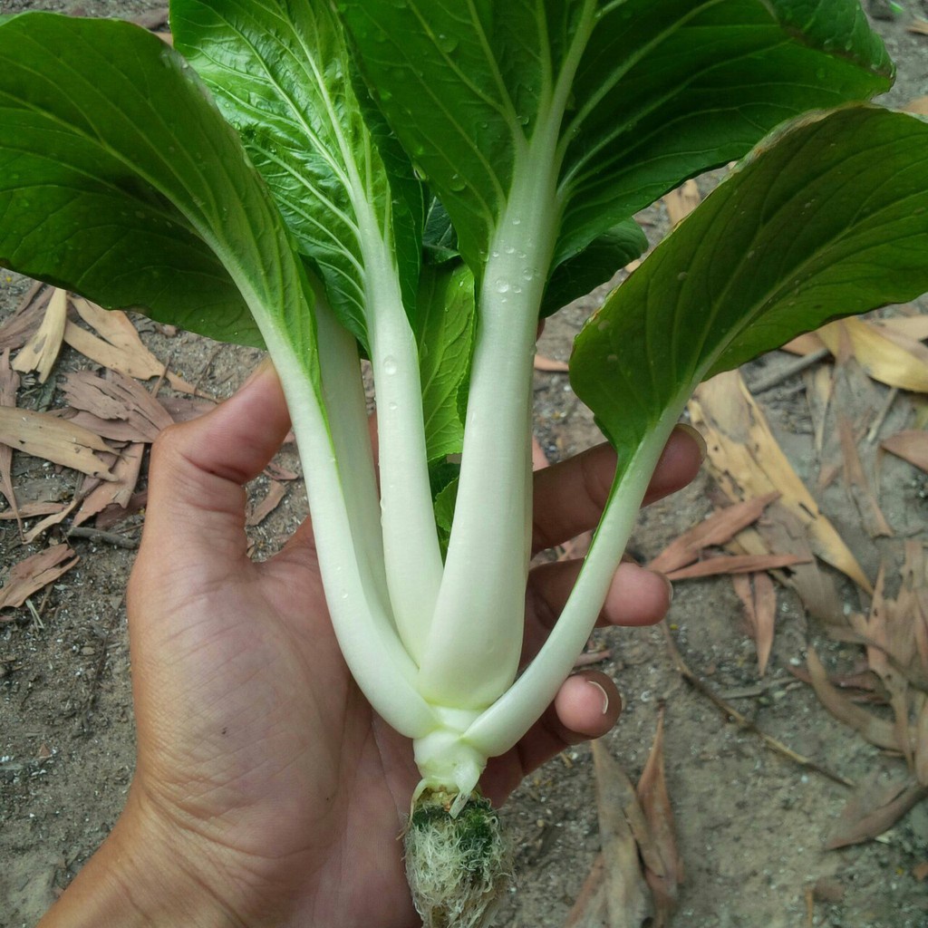 Hạt giống rau Cải chip trắng white pak choi_Cải thìa trắng pakchoy Thái Lan 5gr (~1700 hạt) nhập nguyên gói