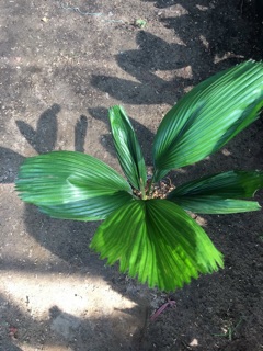 Cây kè Nhật ( cọ nhật) 80cm-90cm