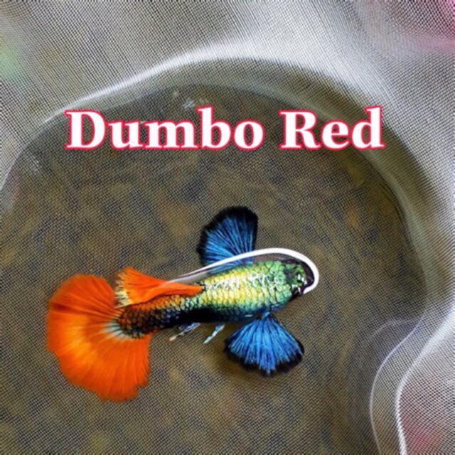 Guppy Dumbo Red 2 đôi 80k