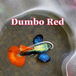 Guppy dumbo red 2 đôi 80k