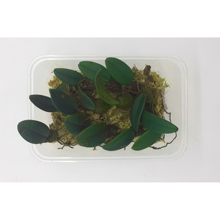 Lan Lọng Giày - Bulbophyllum frostii