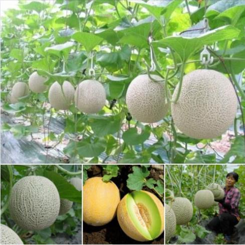 10 Hạt giống dưa lưới F1 năng xuất cao