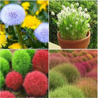Combo 3 gói hạt giống cỏ  ( cỏ đổi màu. cỏ đuôi thỏ, cỏ bồ công anh )