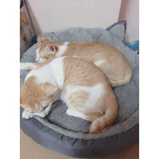 Nệm giữ ấm cho Chó Mèo- Hình Tai Mèo 50x50.