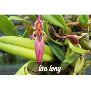 Lan lọng chuột,lọng quạt,lọng hài vua
