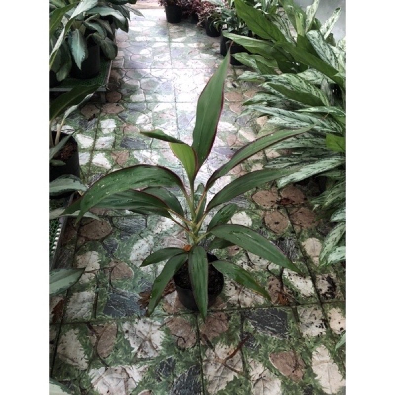 Cây phát tài xanh Singapore