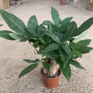 [CÂY ĐỂ BÀN] Cây kim ngân 3 thân size to cao 25cm, cây phong thuỷ xanh tươi quanh năm, thích hợp để bàn, trang trí decor