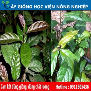 cây xạ đen giống chuẩn