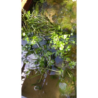 Cây thủy cúc - Cây thủy sinh (1 bó 10 đến 15 cây)