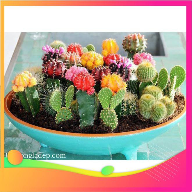 Hạt Giống Sương Rồng Mix - 10 Hạt  VIETGAR