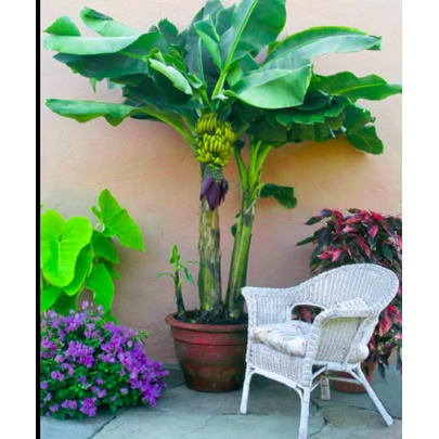 Cây chuối lùn ăn trái mini làm cảnh hàng giống chuẩn - Trang Flowers