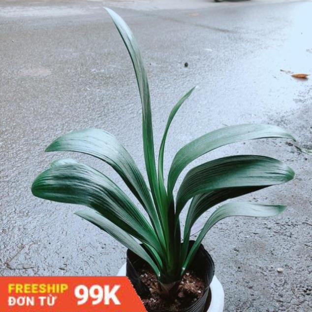 Chậu Lan Quân Tử