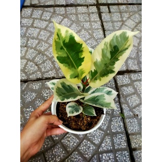 Cây 🌲 Đa thái cam thạch