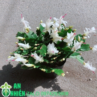 Chậu Hoa Tiểu Quỳnh Màu Trắng