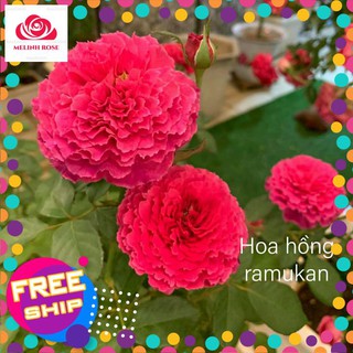 Hoa hồng ngoai Ramukan rose màu hồng đậm tuyệt đẹp- Vườn Hoa Melinhrose