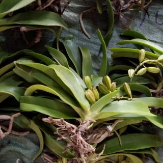 Đai châu rừng hoa tết