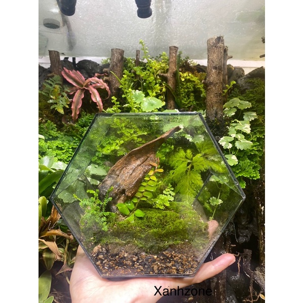 Đất nền terrarium, đất trồng rêu, tiết kiệm 4 lần nguyên liệu cốt nền, chuyên dụng trồng rêu, terrarium