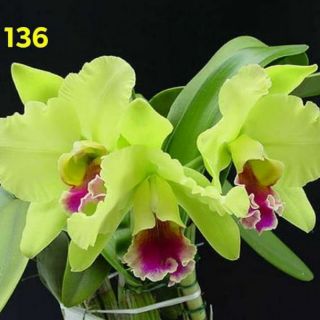 Cattleya cây giống