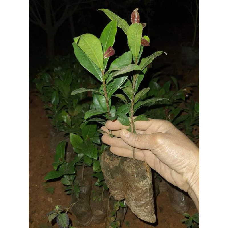 Mai vàng. mai tứ quý  cây giống cao 20.25cm