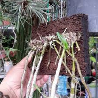 Dớn bảng ghép lan dạng dài