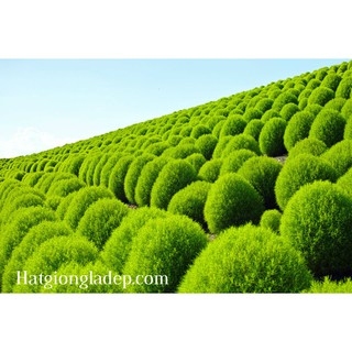 Hạt Giống Cỏ Đổi Màu