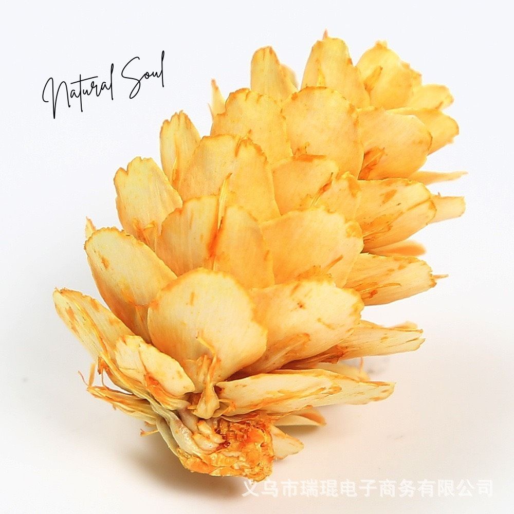 Trái Thông Khô Nhiều Màu  Shop Natural Soul