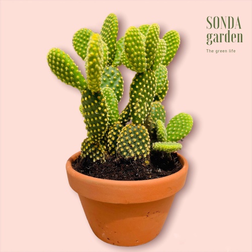 Xương rồng tai thỏ kèm chậu SONDA GARDEN size trung bình 10cm, cây cảnh trang trí nhà cửa, lỗi 1 đổi 1