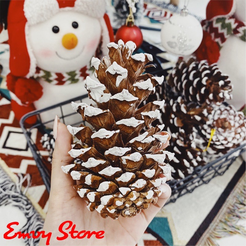 TRÁI THÔNG KHÔ PHỦ TUYẾT/ TRÁI THÔNG TRANG TRÍ