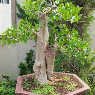 Cây ổi sim đỏ