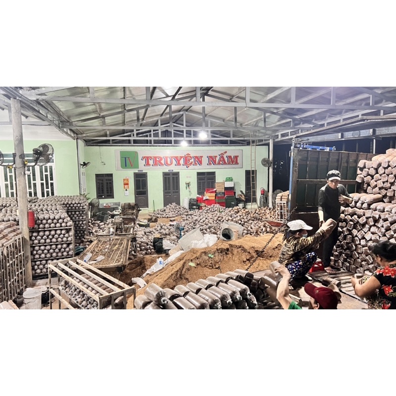 Meo Lúa Nấm Bào Ngư Xám. Bịch 500gr
