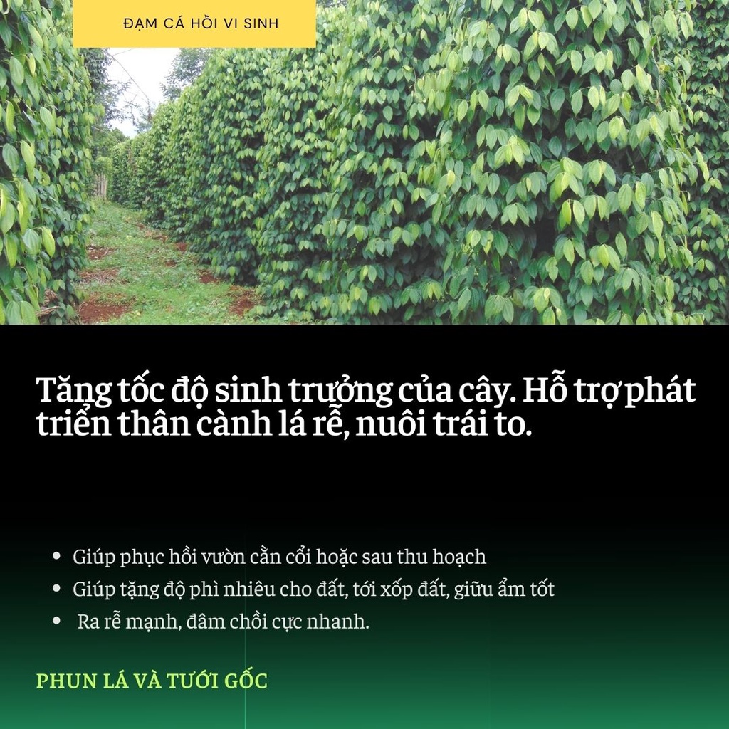 ĐẠM CÁ HỒI Vi Sinh:Mập Thân, Xanh Lá, To Trái, Kích Rễ