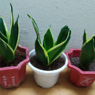 Cây Lưỡi Hổ Thái Mini