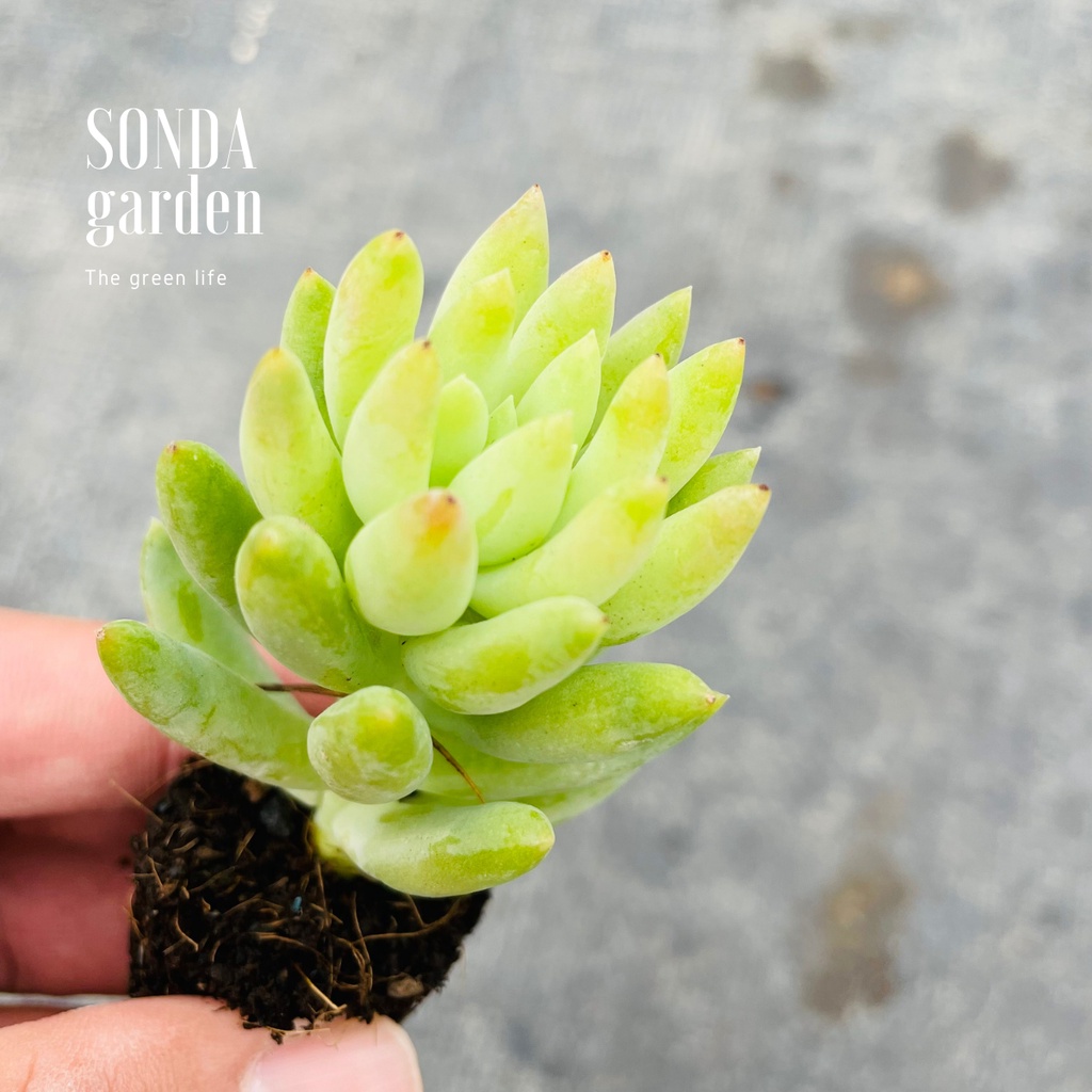 Sen đá chuỗi ngọc đứng SONDA GARDEN size mini 2.5-4cm, xuất xứ Đà Lạt, khoẻ đẹp, lỗi 1 đổi 1