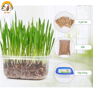 Bộ Kit Trồng Cỏ Mèo Hạt Lúa Mạch