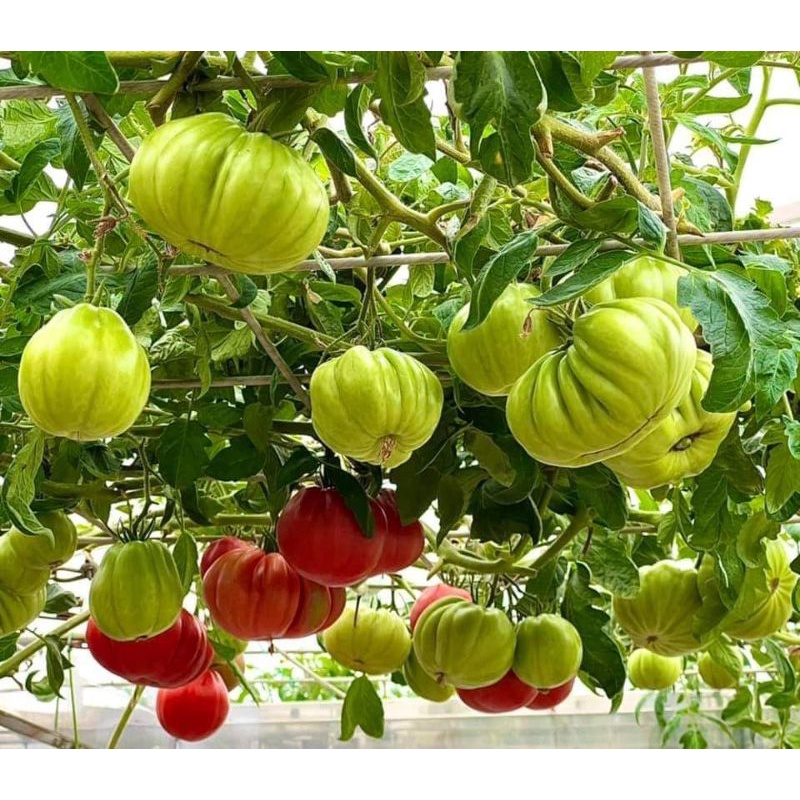 Cà chua múi lê khổng lồ Nga - Tỉ lệ nãy mầm >95%