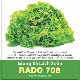 Hạt giống xà lách xoăn xanh giòn ngọt gói 5gram
