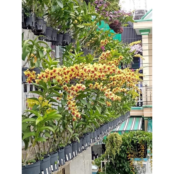 Hoa lan vàng tia